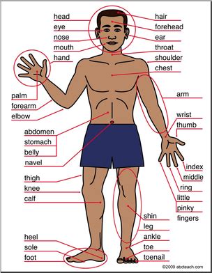 In this lesson, you will learn different parts of the human body with esl picture and example sentences to expand your english vocabulary. Pin on School