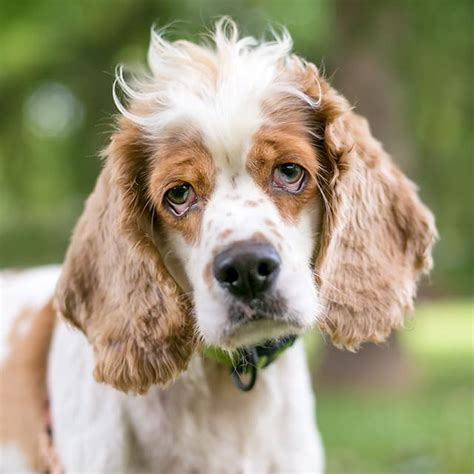 Ectropion In Dogs Sad Droopy Eyes And Their Potential Complications
