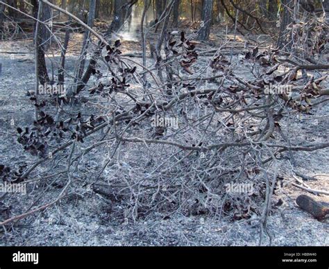Burnt Trees After A Forest Fire Stock Photo Alamy