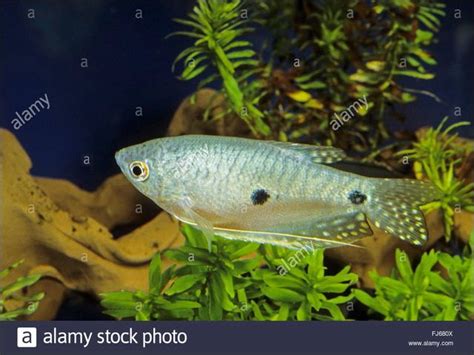 Maybe you would like to learn more about one of these? Gambar Ikan Sepat Rawa, Siam, Mutiara, Biru, Terbesar ...