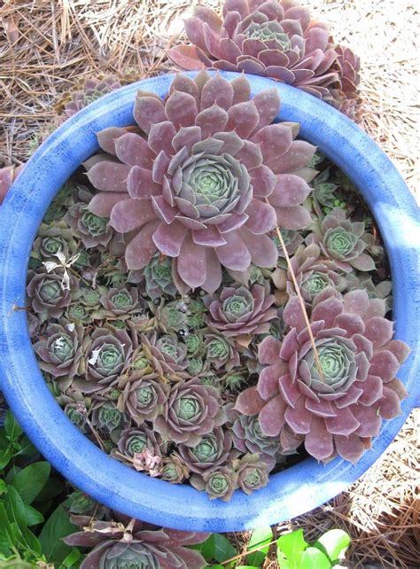 Hens And Chickens Succulents Hens And Chicks Sempervivum Spp Cold