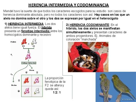 Herencia Intermedia Y Codominancia Dinami