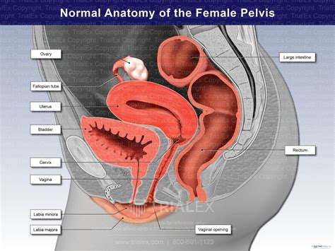 Normal Anatomy Of The Female Pelvis Illustration Trial Exhibits