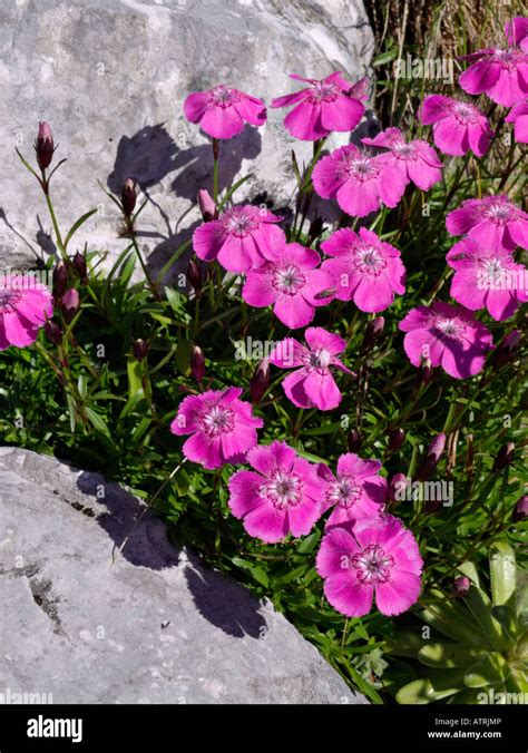 Alpine Pink Dianthus Alpinus Stock Photo Alamy
