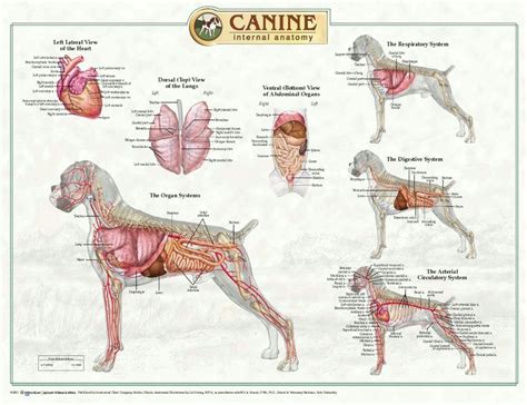 Related Image Dog Anatomy Pinterest