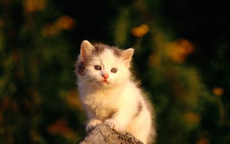 kitty - Kitties Photo (9109282) - Fanpop