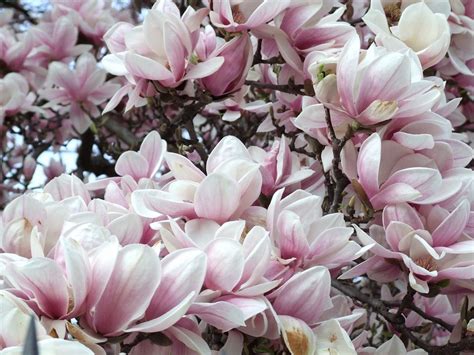 Foto Gratis Musim Semi Magnolia Bunga Gambar Gratis Di Pixabay