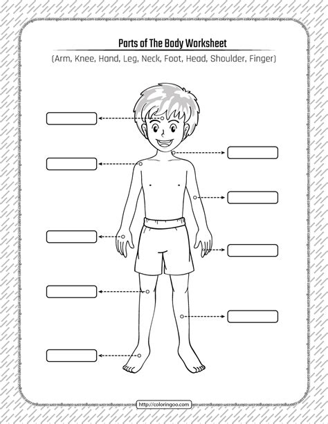 Printable Parts Of The Body Pdf Worksheet Brain Lobes Dragon Sketch