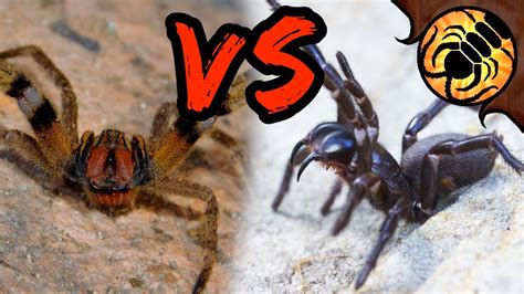 Brazilian Wandering Spider Vs Funnel Web Which Is More Deadly Youtube