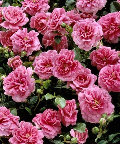 Seedling And Sprout Pink Bling Bling Rose Hedge Set Of Four Rose