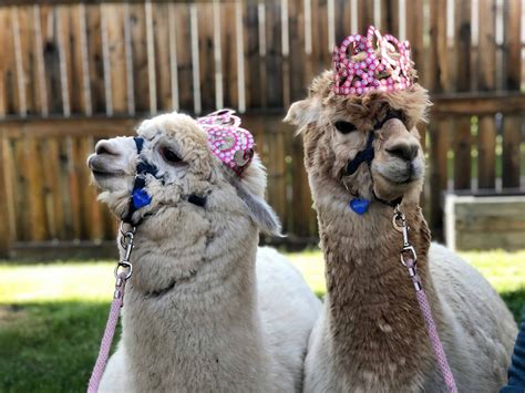 This Edmonton Area Petting Zoo Will Bring Alpacas To Your Party