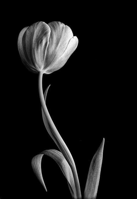 Black And White Tulip White Tulips Tulips Purple Tulips