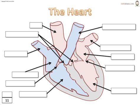 Labeling Diagrams Of The Heart Beautiful Mr Exham Heart Diagram