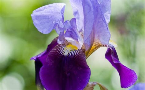How To Grow Bearded Irises The Telegraph
