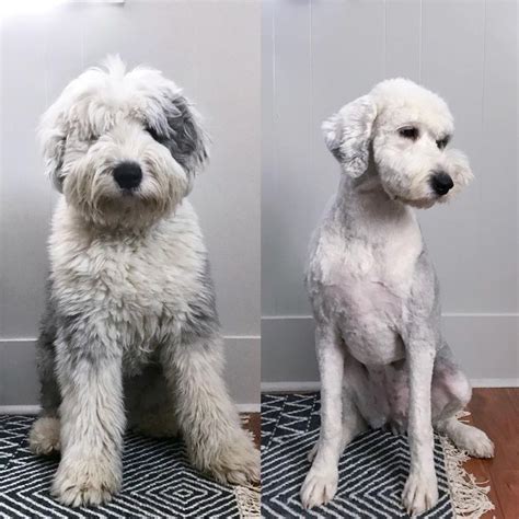 Goldendoodle Haircuts That Will Make You Swoon Goldendoodle Haircuts