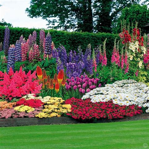 47 perennial garden 100 bulbs buy online order yours now beautiful flowers garden garden