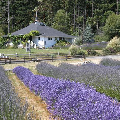 Pelindaba Lavender Farm Friday Harbor 2022 What To Know Before You Go