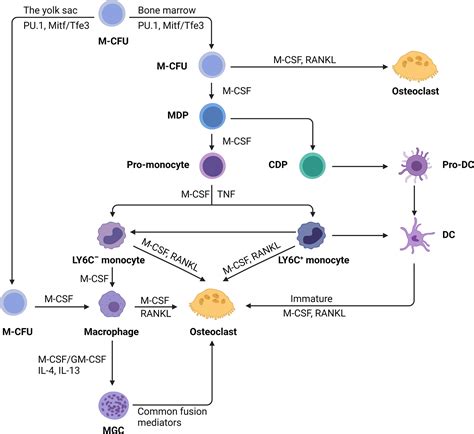 Frontiers Macrophage Osteoclast Associations Origin Polarization