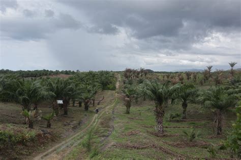 Kala Kebun Plasma Tak Sesuai Janji Petani Bualemo Ganti Sawit Dengan