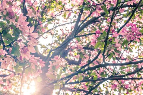 Blooming Apple Tree In Spring With Sun Shining Through Branches Stock