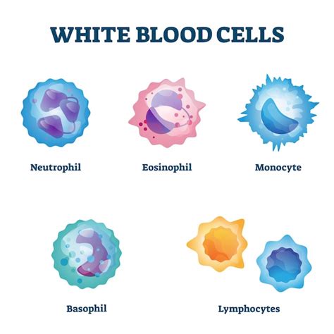 Premium Vector White Blood Cell Types Labeled Examples Educational