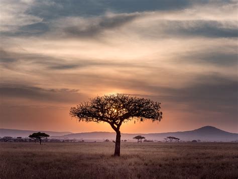 Serengeti Wallpapers Top Free Serengeti Backgrounds Wallpaperaccess
