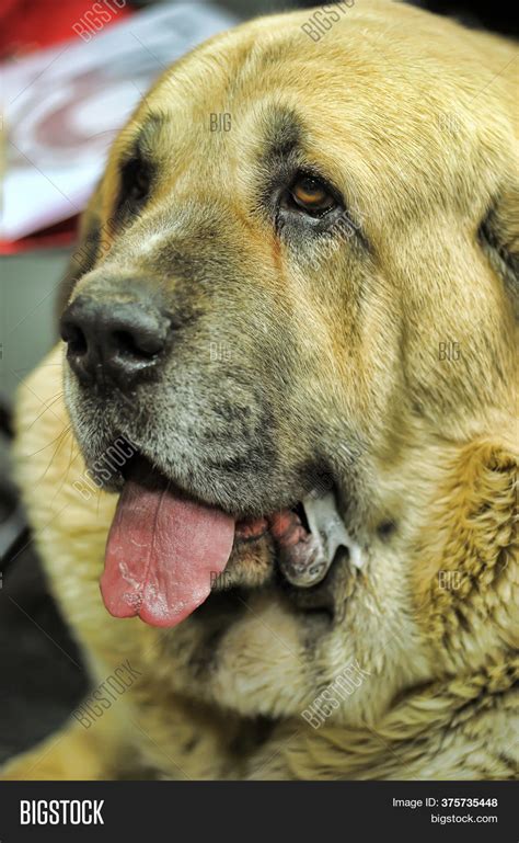 Irish Mastiff Dog Image And Photo Free Trial Bigstock