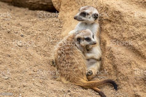 Two Meerkats Are Hugging Stock Photo Download Image Now Africa