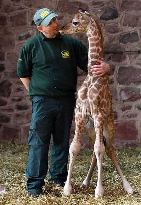 Some People Have Jobs Where They Hang Out With Baby Giraffes All Day