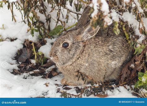 Cottontail Rabbit In Snow Stock Image Image Of Outdoors 84543417