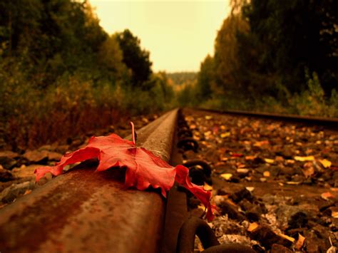 Leaf On Railroad Track Zwz Picture