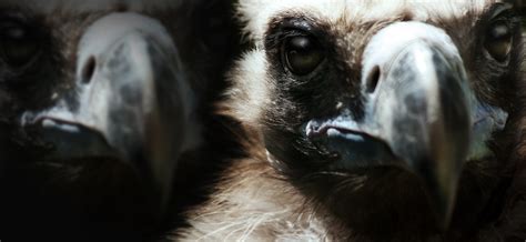 Kostenlose Foto Natur Fotografie Tierwelt Zoo Frühling Säugetier