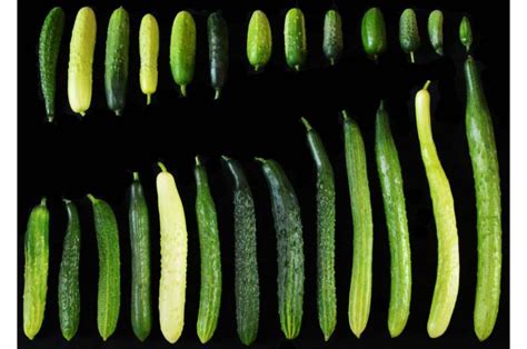 Genetic Variant Linked To Cucumber Fruit Length