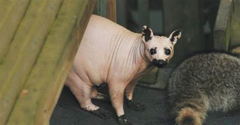 Animals Without Fur Some Are Super Cute Others Downright Horrifying