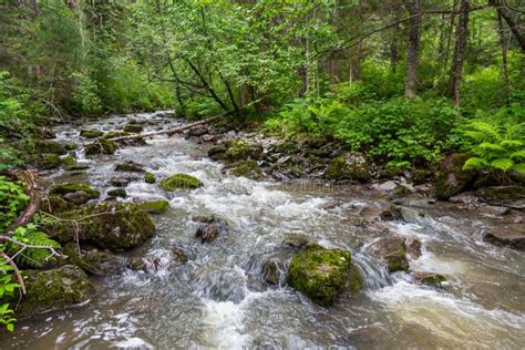 Stormy Mountain River In The Forest In Altai Russia Stock Image