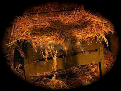 Cradle To The Cross Cool Photo Merry Christmas And Happy New Year