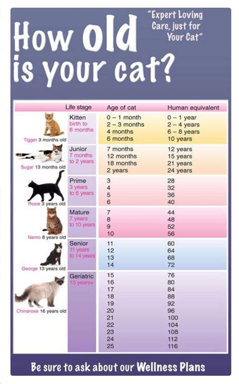 weight chart for kittens