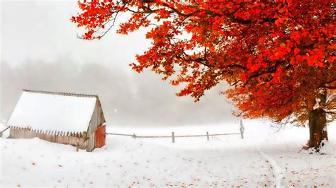 Storm Shack Tree Red Snow Leaves Early Autumn Countryside Winter