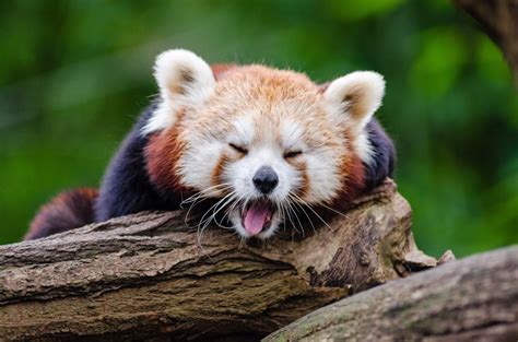 Free Images Mammal Vertebrate Red Panda Terrestrial Animal