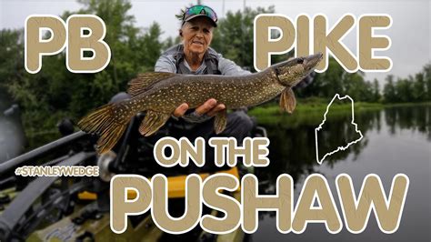Pb Pike On The Pushaw Stream 82922 Youtube