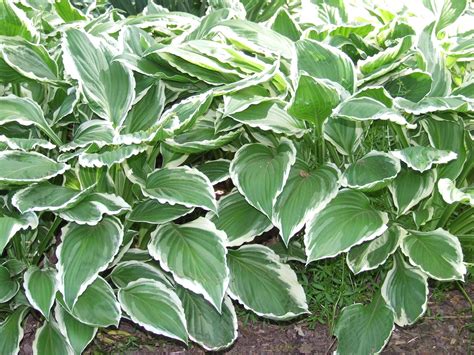 Variegated Hosta With White Flowers Park Art