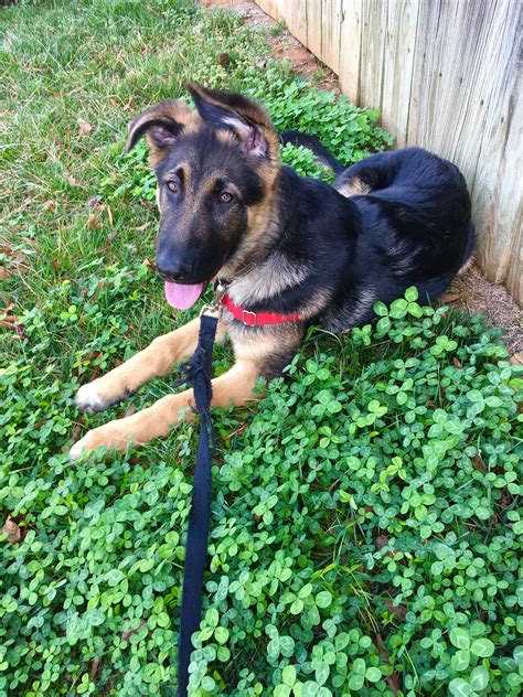 Four Month Old Rex German Shepherd Puppies Shepherd Dog Gsd Puppies