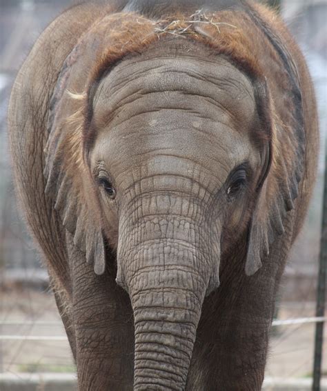 Filebaby African Elephant 057 Wikimedia Commons