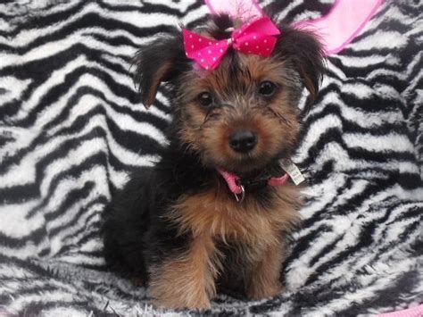 Aca Registered Yorkie Puppy Pink For Sale In Rolla Missouri