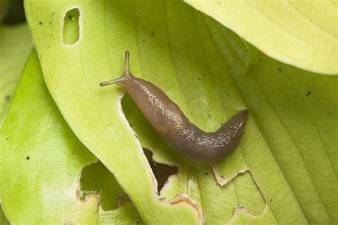 How To Get Rid Of Garden Slugs