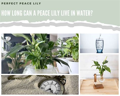 How Long Can A Peace Lily Live In Water Perfect Peace Lily