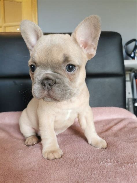 Quality Kc French Bulldog Puppies In Inverness Highland Gumtree