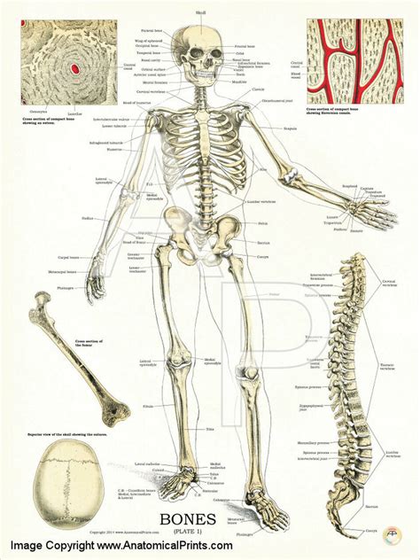 Human Skeleton Anatomy And Physiology Poster Clinical