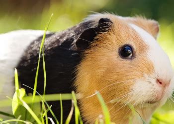 We get extreme temperatures here, but the guinea pigs cope as long as they have food, water, shelter and company. When can Guinea Pigs go outside? Temperature, security and ...