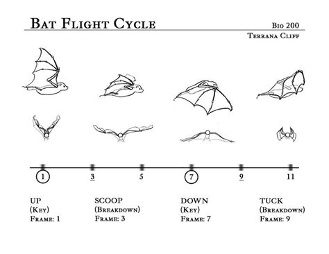 Bat Flight Cycle By Rillani Animation Reference Character Design